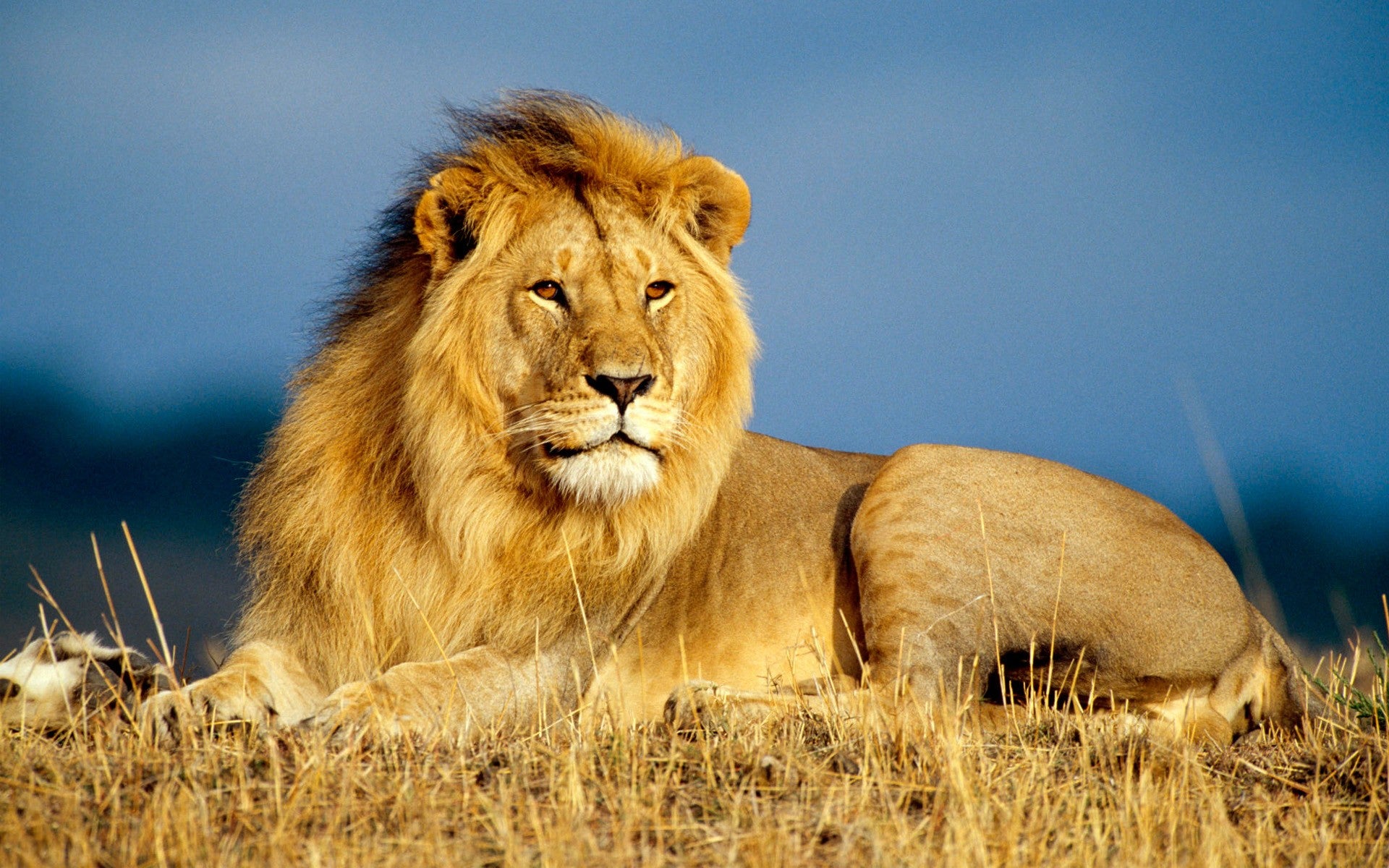 What Does A Lion Symbolize in Culture?