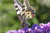 The 7 Most Beautiful Butterflies In The World