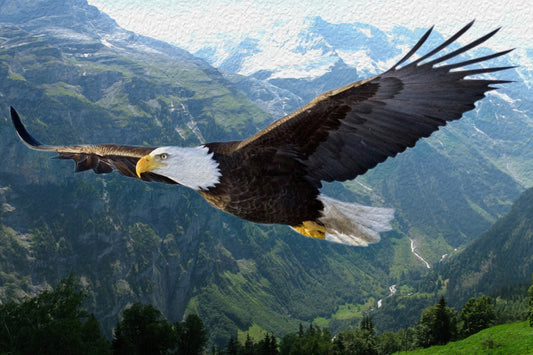 7 Most Valuable Principles from Eagle to our Life