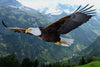 7 Most Valuable Principles from Eagle to our Life