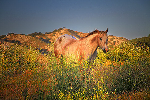 15 of The World’s Most Famous Horse Breeds