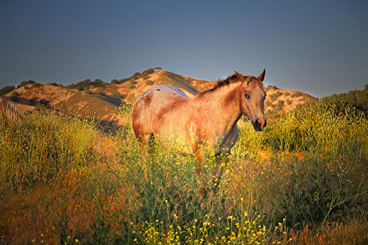 15 of The World’s Most Famous Horse Breeds