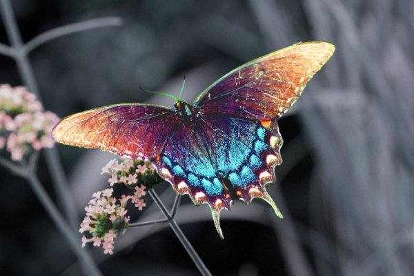 Unique Symbol of Butterflies in Different Cultures Around the World