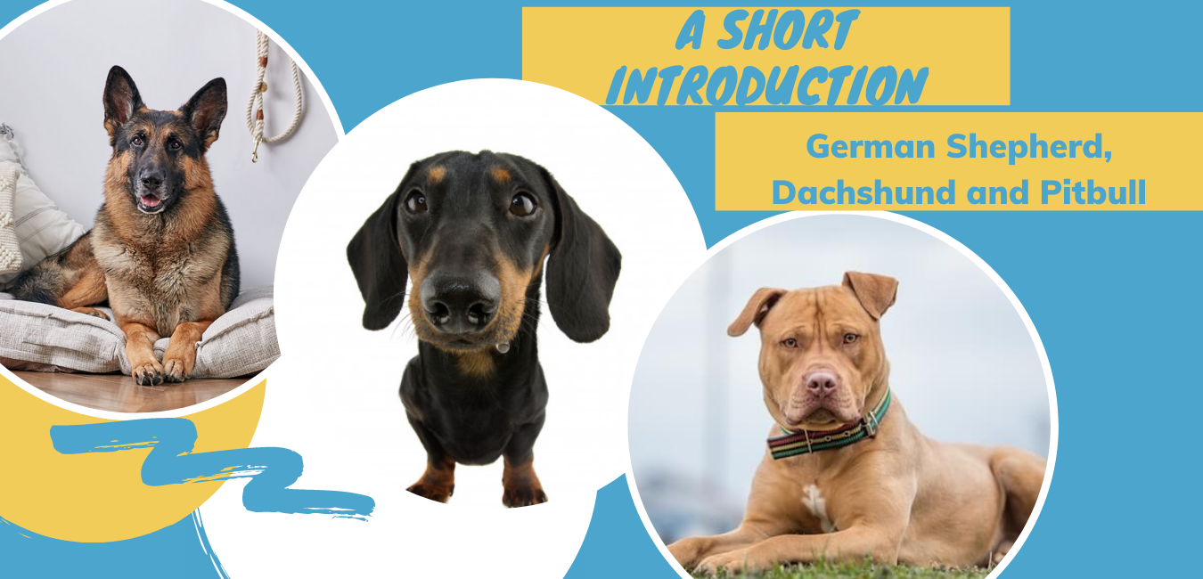 A Short Introduction to German Shepherd, Dachshund and Pitbull