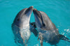 Top Interesting Facts about Dolphins