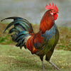 Rooster Farming