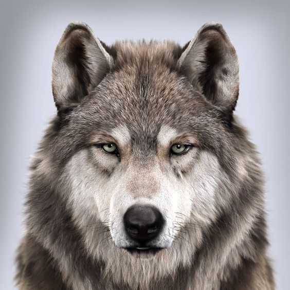 Wolf Collection