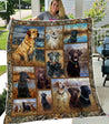 Labrador 3D Quilt AM082002-LAM